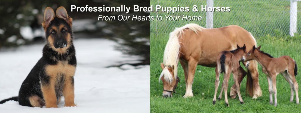 Amigo Acres Banner