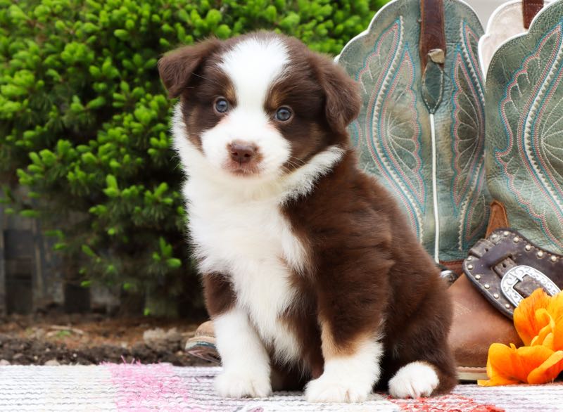 Maverick - Mini Aussie Puppy