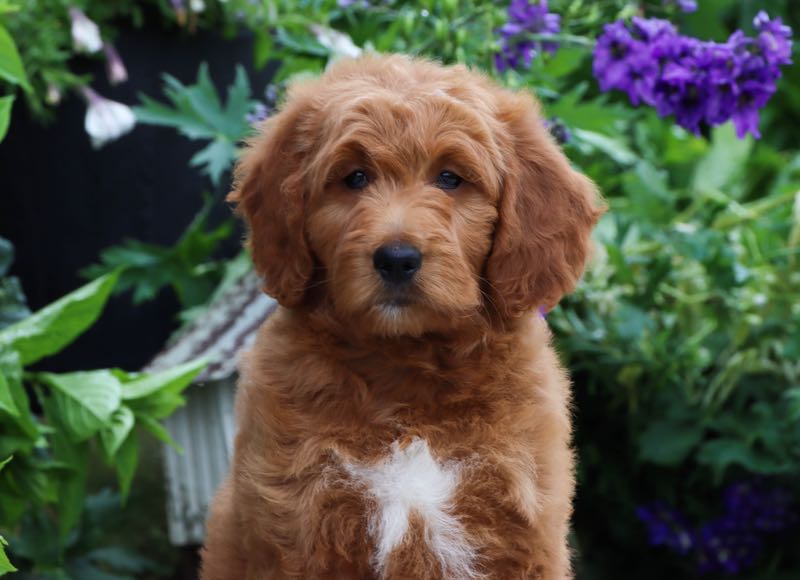 Patty - Goldendoodle Puppy