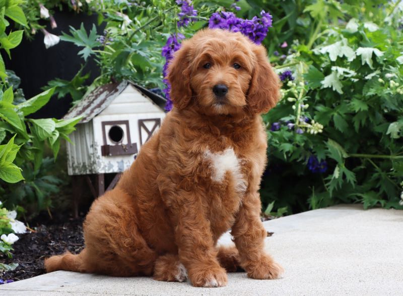 Patty - Goldendoodle Puppy