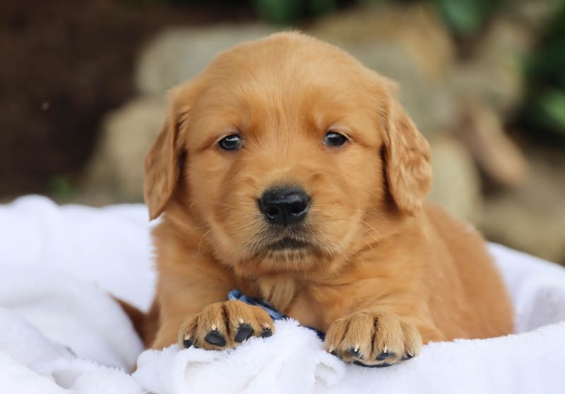 Scottie - Golden Retriever Puppy