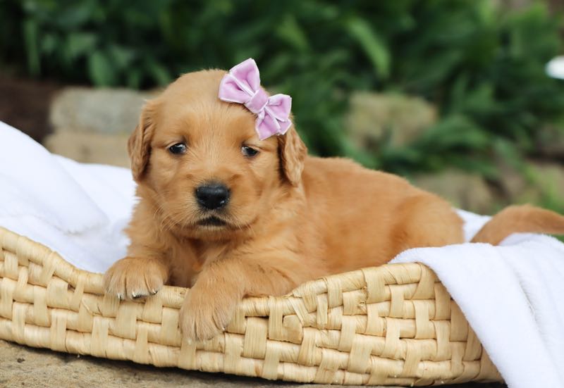 Skylar - Golden Retriever Puppy