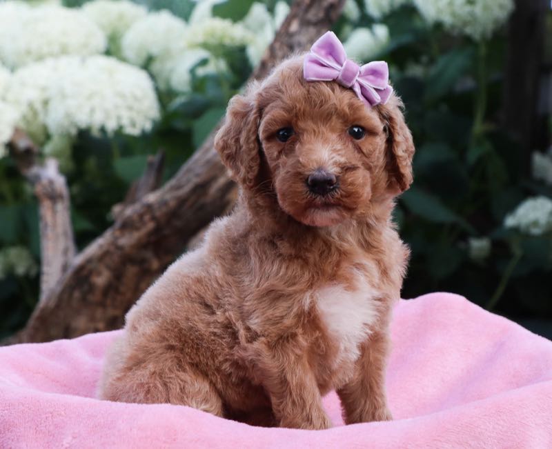 Whitney - Goldendoodle Puppy
