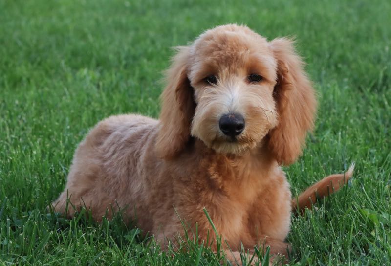 Wendolyn - Goldendoodle Puppy