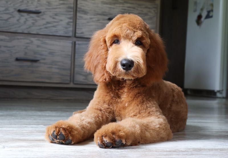 Weston - Goldendoodle Puppy