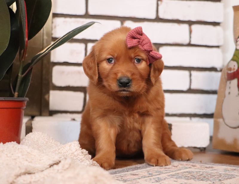 Alona - Golden Retriever Puppy