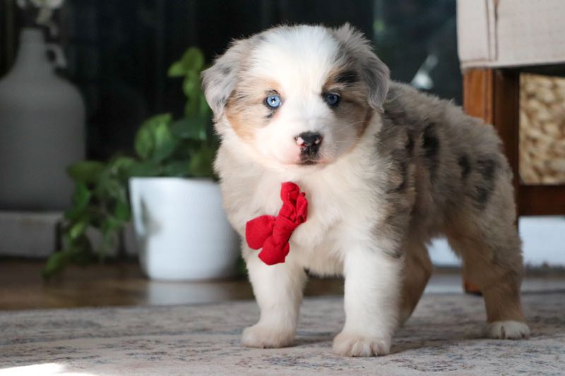 Pedro - Mini Australian Shepherd Puppy