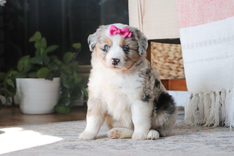 Peyton - Mini Australian Shepherd Puppy