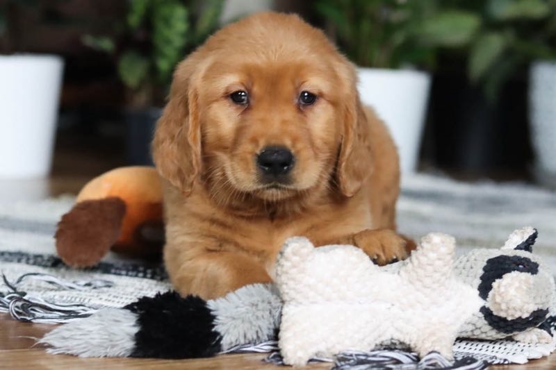 Blaire - Golden Retriever Puppy