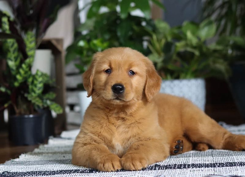 Braxton - Golden Retriever Puppy