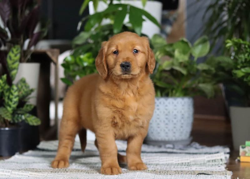 Claudia - Golden Retriever Puppy