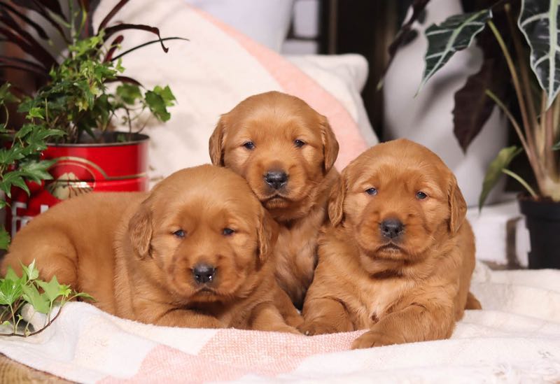 Lacey's Golden Retriever Puppies